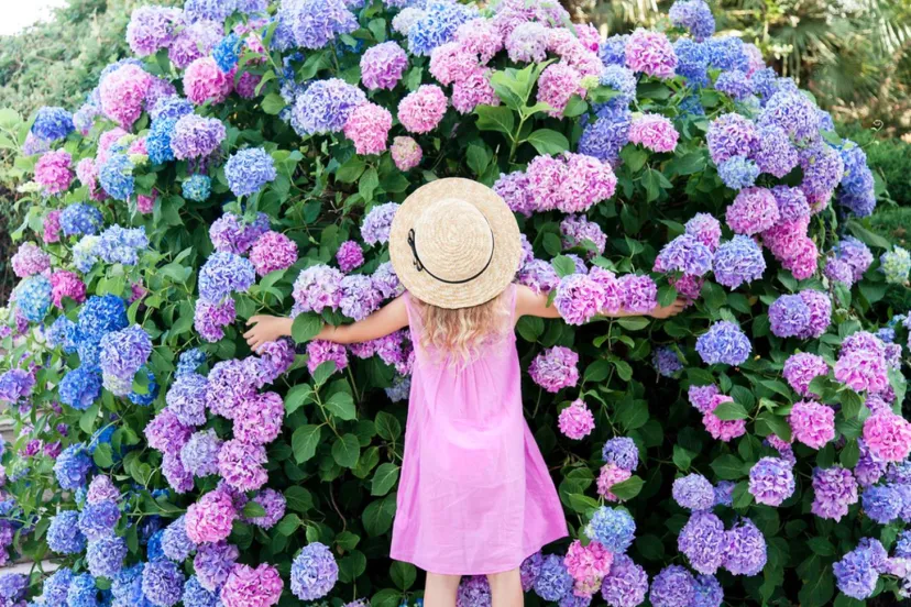 【梅雨のおでかけ♪】雨だからこそ楽しめる紫陽花の咲くお散歩スポット11選＜長野・信州＞