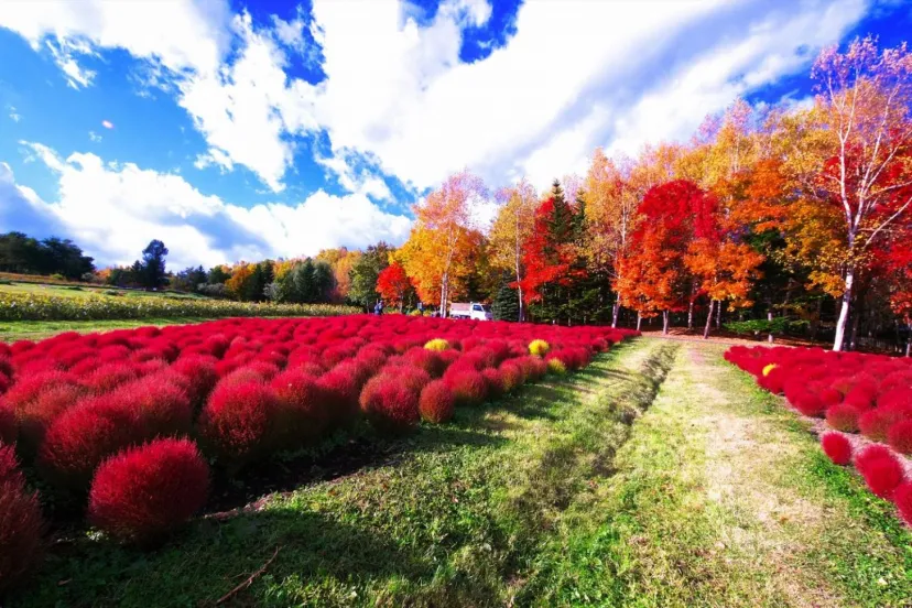 視界いっぱいに広がるコキアの絶景！秋におすすめのコキアスポット3選＜北海道・千葉・岐阜＞