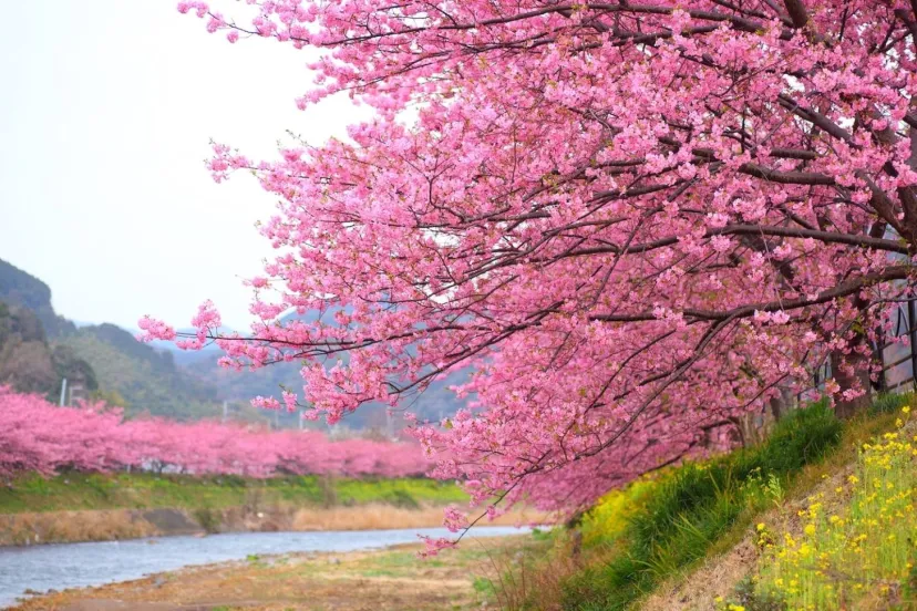【河津桜まつり】早咲きの桜は2月から！ひと足早く伊豆へ河津桜を見に行こう