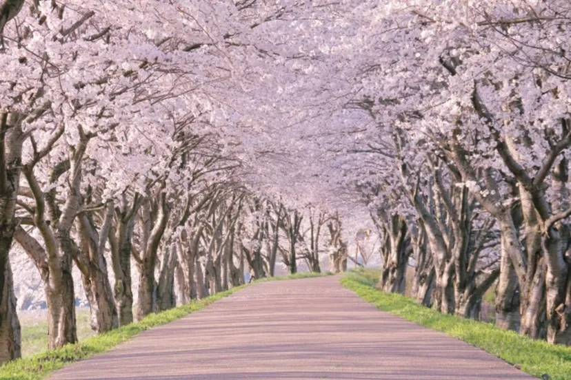 【山梨】春のお散歩に最適！甲府盆地の桜並木スポット9選