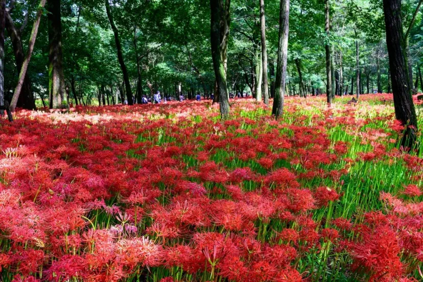 9月～10月が見頃【関東】三大名所から穴場まで！彼岸花のおすすめスポット11選