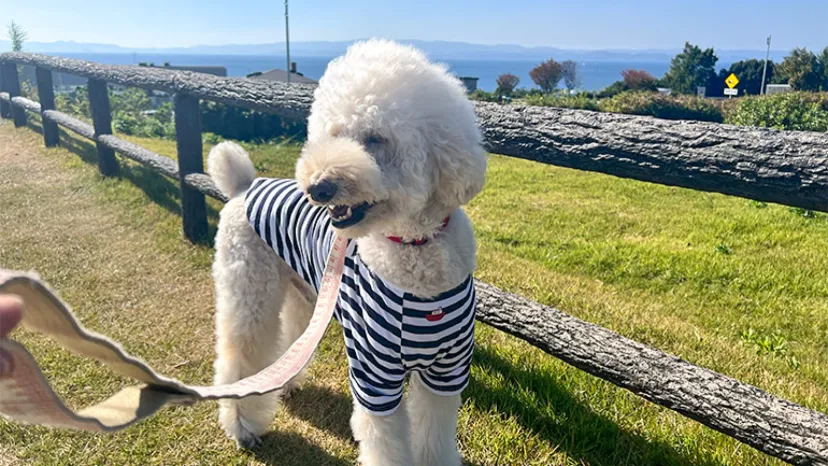 【九州車中泊体験記】愛犬とキャンピングカーで巡った車中泊・温泉・グルメスポットを紹介