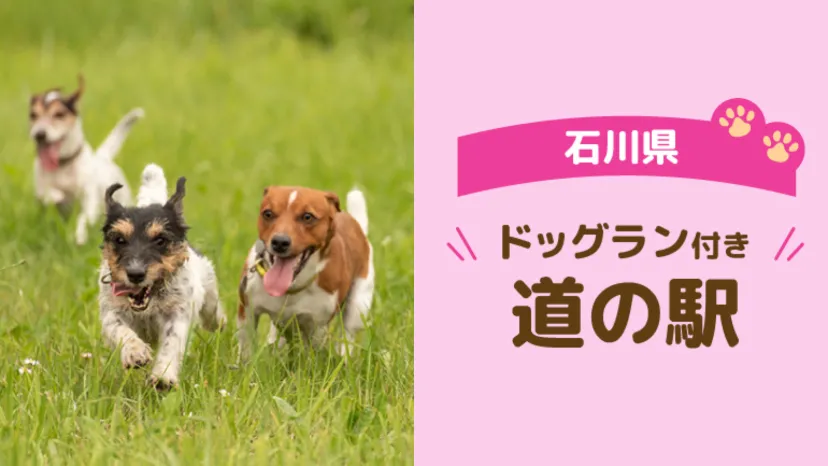 
                    【石川県】愛犬連れで巡りたい道の駅5選｜車中泊OK・ドッグラン併設も
                