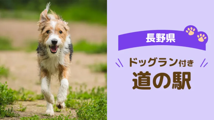 
                    【長野県】愛犬と楽しむ車中泊旅！立ち寄りたい道の駅4選
                