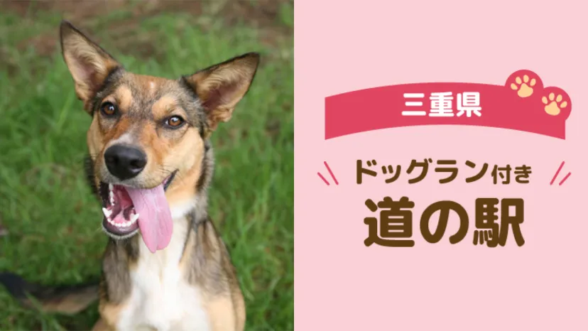 
                    【三重県】車中泊で立ち寄りたいドッグラン付き道の駅3選｜愛犬とのドライブにもおすすめ
                