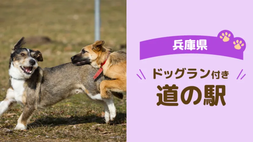 【兵庫県】車中泊・ドライブで立ち寄りたい道の駅3選|愛犬と楽しめるスポット