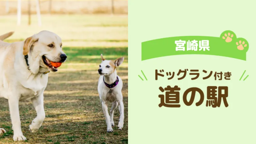 【宮崎県】車中泊で巡りたい!愛犬と楽しめるドッグラン付き道の駅3選