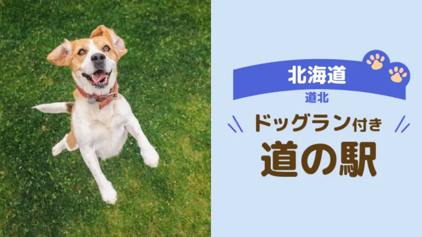 
                    【北海道・道北】車中泊で立ち寄りたいドッグラン付き道の駅8選
