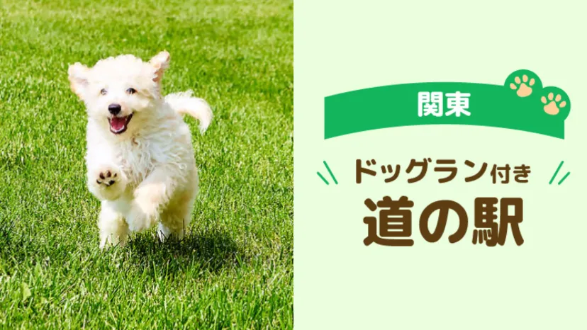 
                    【関東】車中泊旅で立ち寄りたいドッグラン付き道の駅5選｜愛犬とのドライブにおすすめ