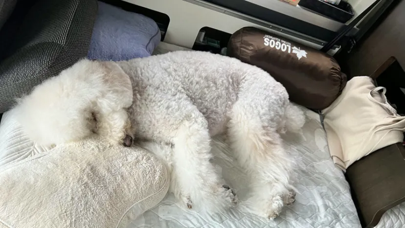 【愛知】刈谷ハイウェイオアシスで車中泊してみた!大型犬連れで感じた魅力と注意点