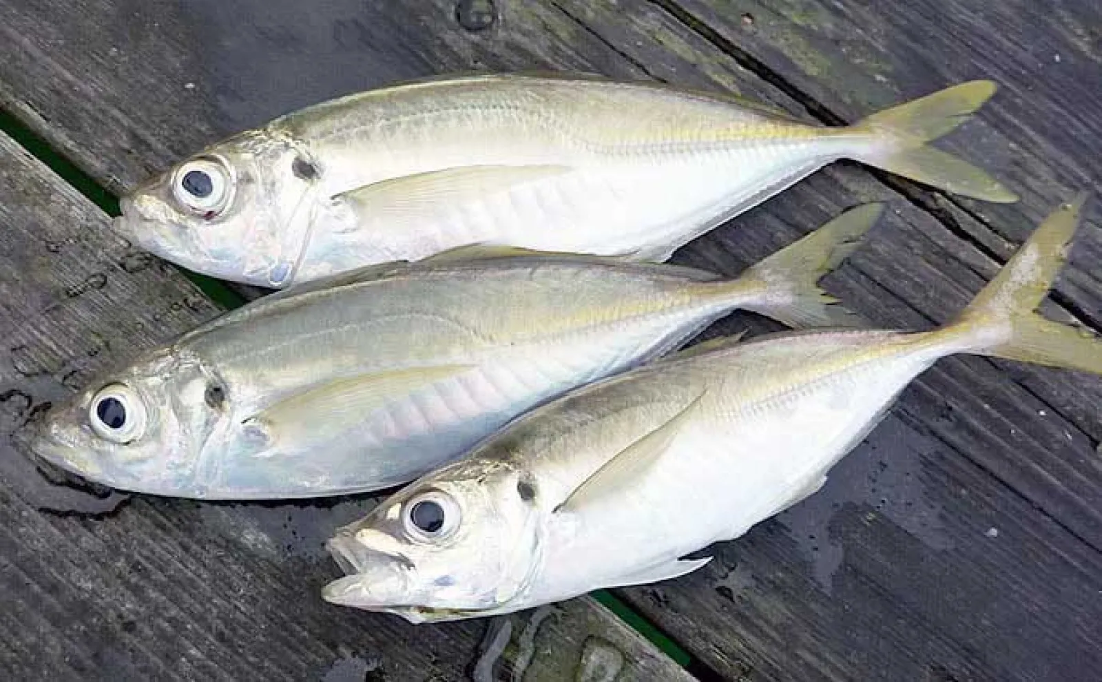 サビキ釣りの基本と釣果を伸ばすコツ　自分だけ釣れない原因は仕掛けと誘い？