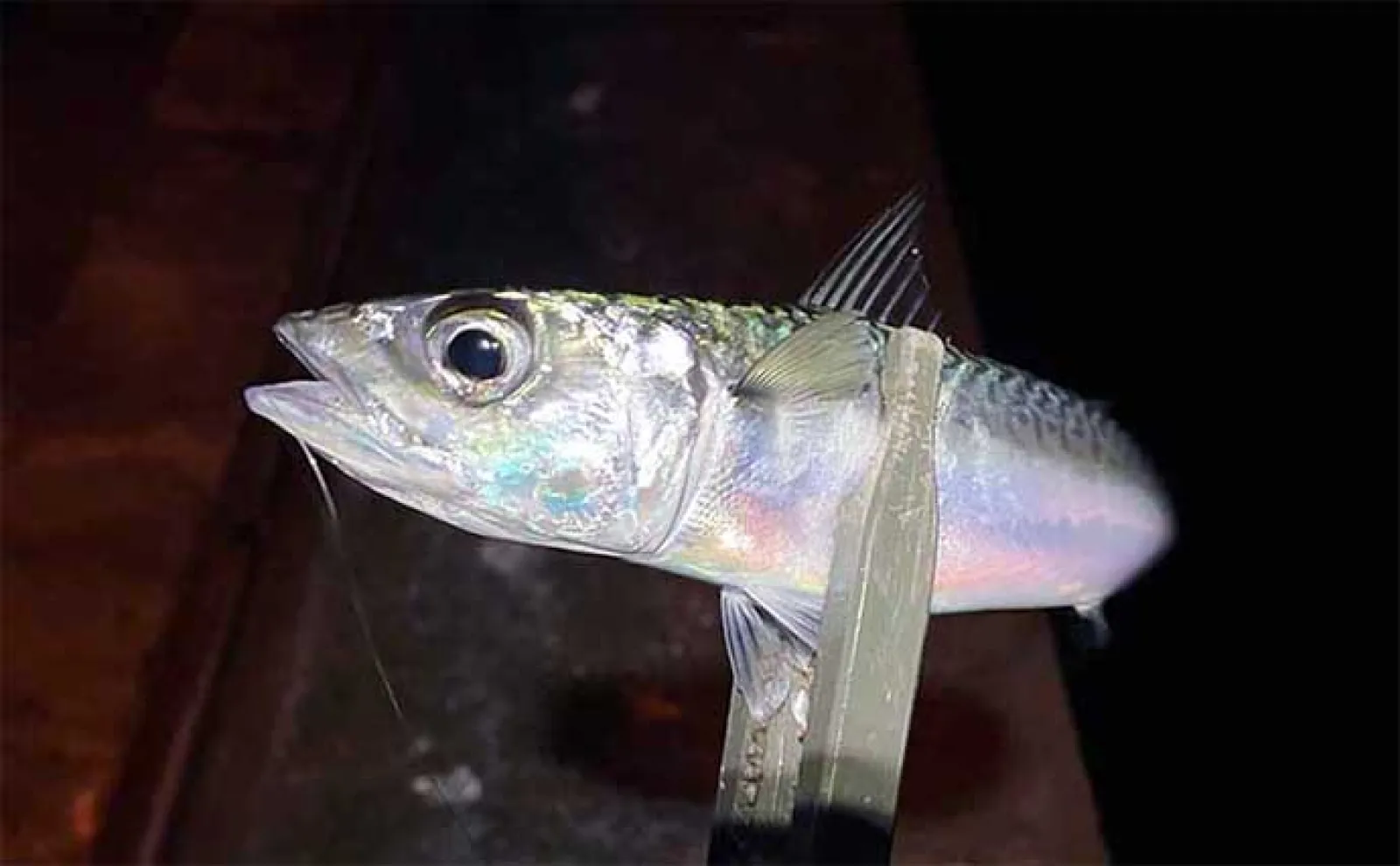 サビキ釣りの基本と釣果を伸ばすコツ　自分だけ釣れない原因は仕掛けと誘い？