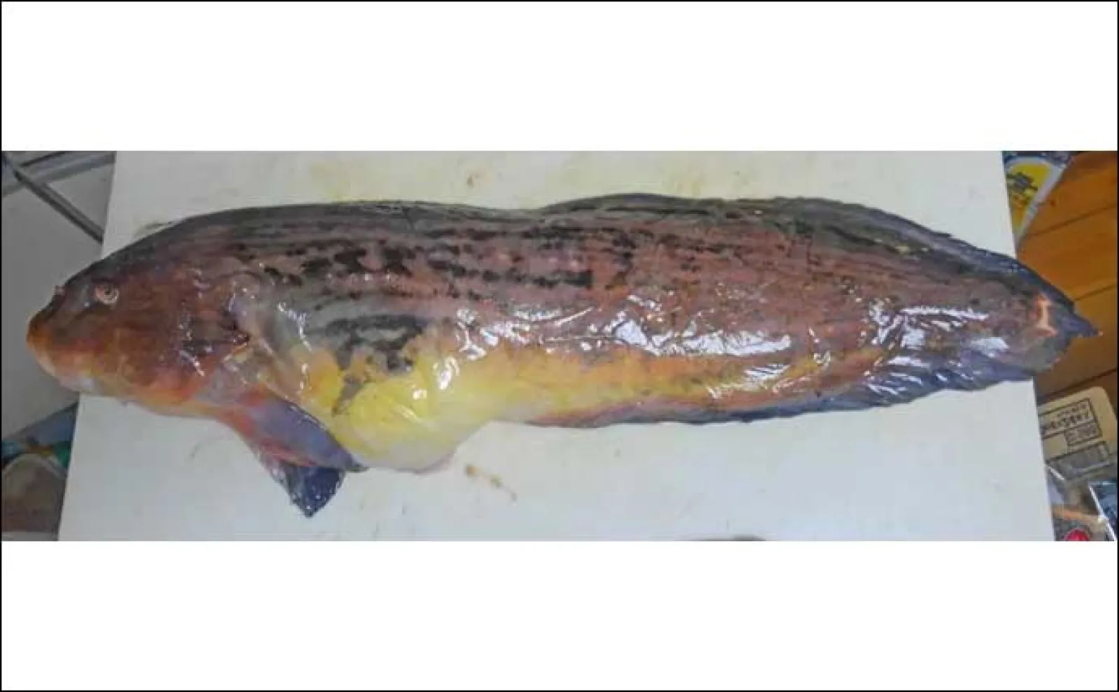 ギネス最深記録8336m】を記録した深海魚「クサウオ」とはどんな魚か