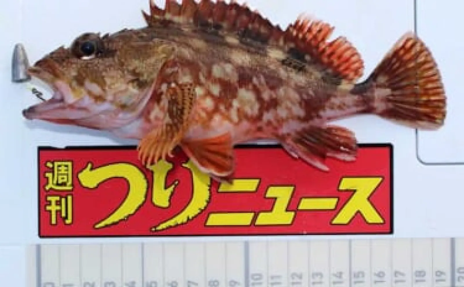 漁港での穴釣りでカサゴ2桁釣果【大分・元猿港】20cm級がメイン | 釣り