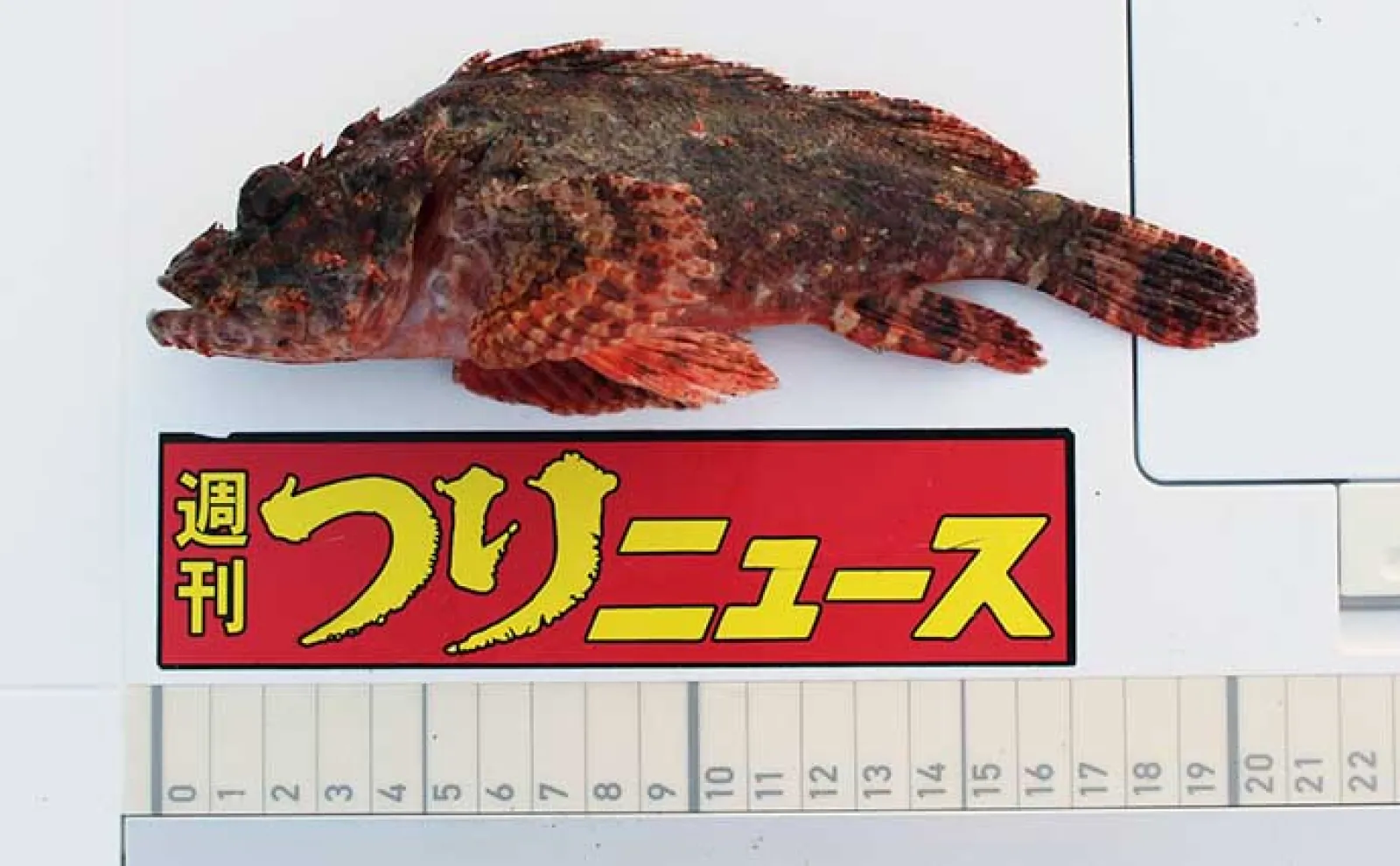 漁港での穴釣りでカサゴ2桁釣果【大分・元猿港】20cm級がメイン | 釣り
