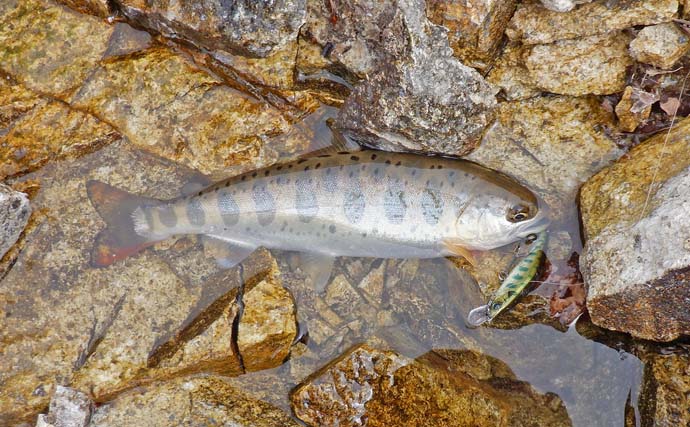 渓流ルアー釣りで36cmの尺上イワナをキャッチ【岐阜・川上川】珍しい