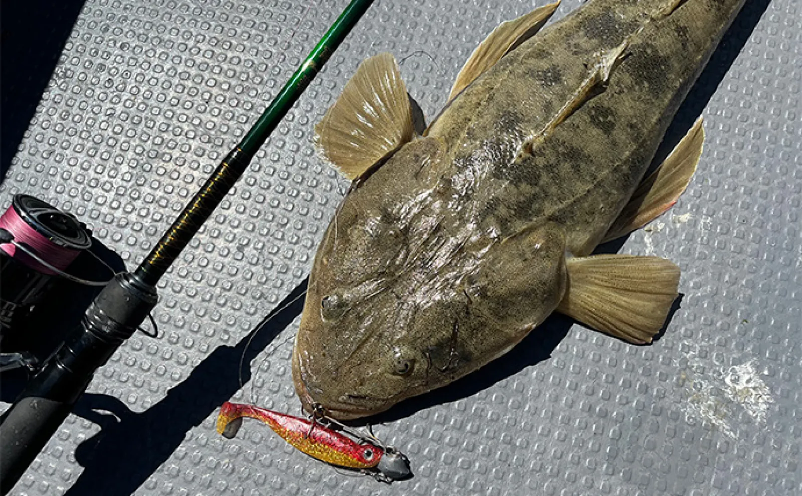 ボートルアーマゴチ釣行で本命連発【愛知・三河湾】GPSマッピング機能