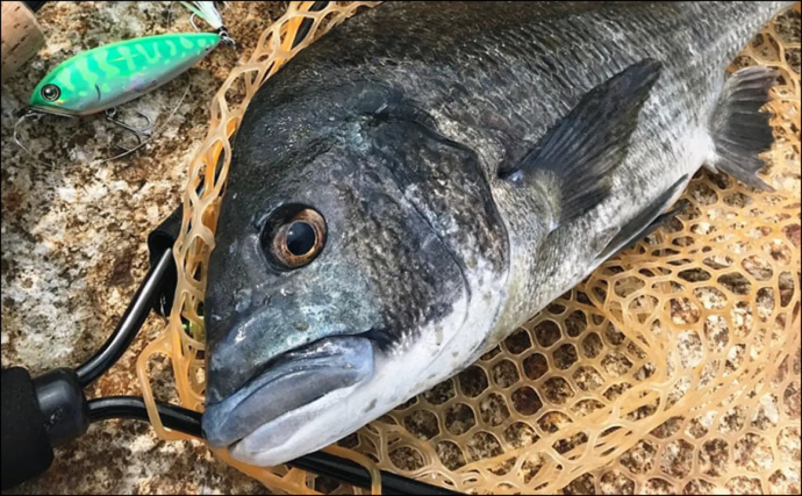 ルアーでチヌを狙おう！【実績抜群のおすすめルアー10選】 使い方も解説