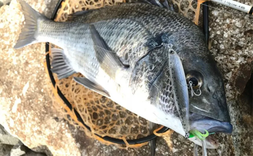 ルアーでチヌを狙おう！【実績抜群のおすすめルアー10選】 使い方も解説