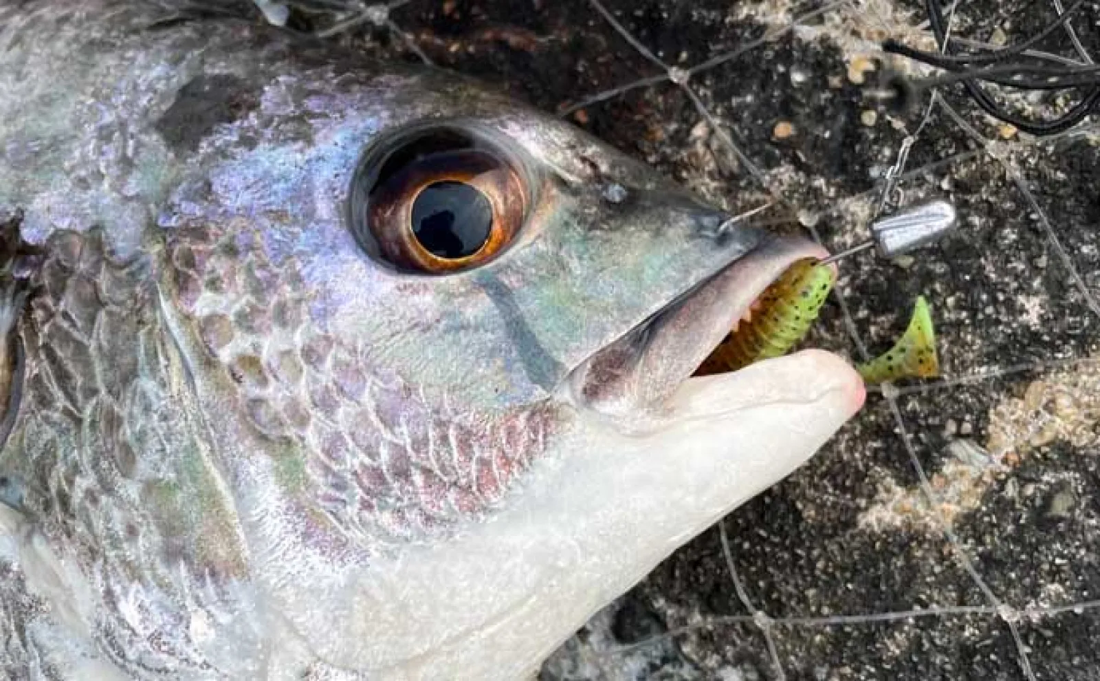 ルアーでチヌを狙おう！【実績抜群のおすすめルアー10選】 使い方も解説