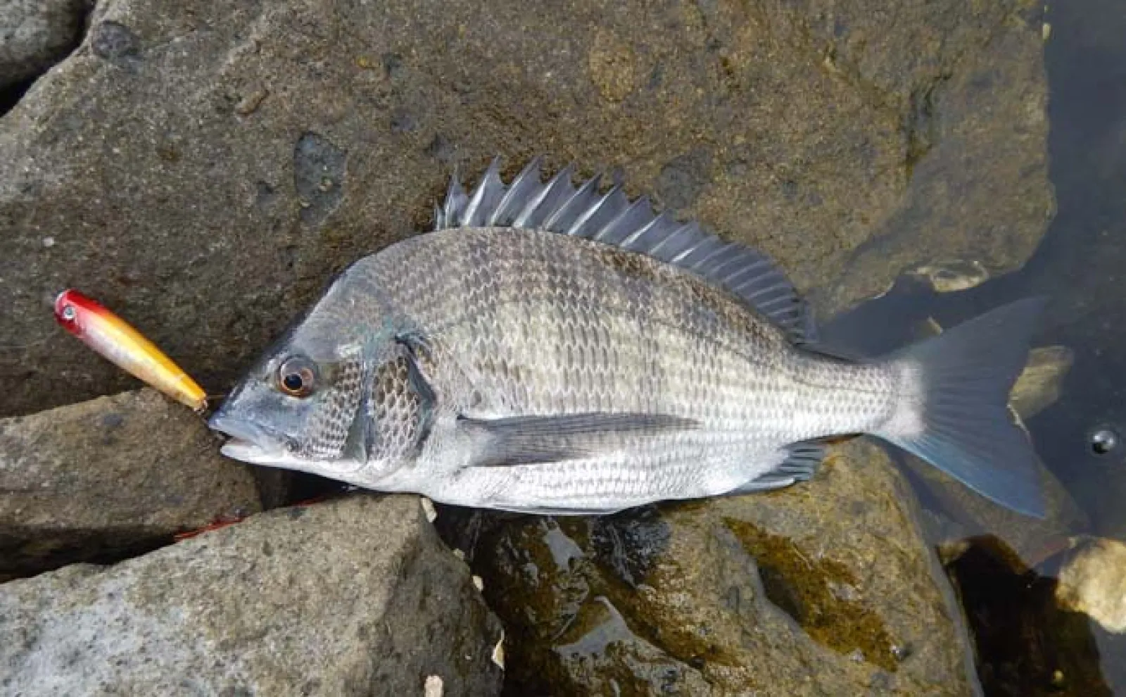 ルアーでチヌを狙おう！【実績抜群のおすすめルアー10選】 使い方も解説