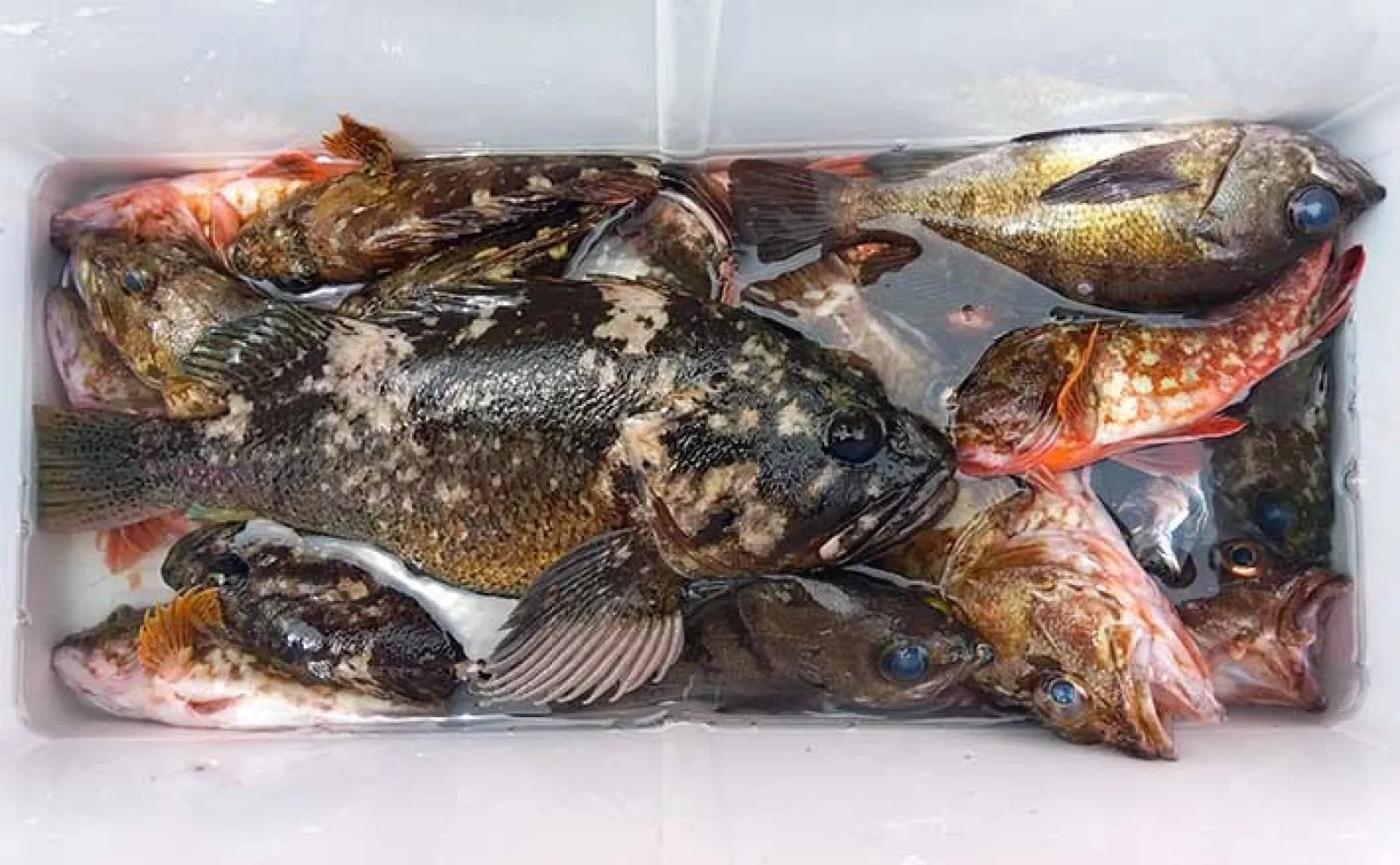 観賞魚5年目 観賞魚5年目 観賞魚5年目 レア・希少種｜ウェブ通販