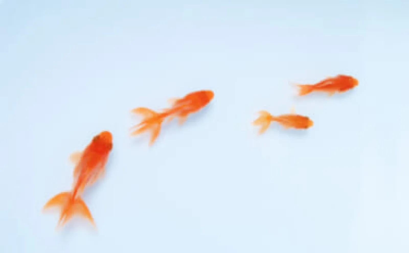 意外とたくさんいる「キンギョ」と呼ばれる魚たち 中には厄介者に
