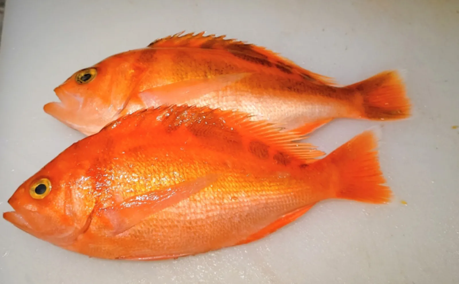 あかいきんぎょ 意外とたくさんいる「キンギョ」と呼ばれる魚たち 中には厄介者に