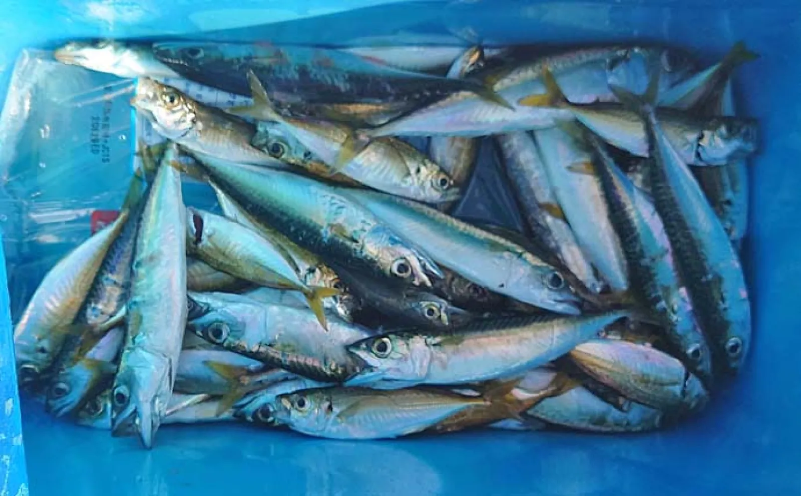 豊浜釣り桟橋でのサビキ釣りで小アジ60匹手中【愛知】多点掛けを堪能