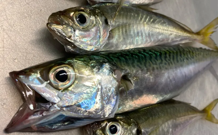 子連れ＆手ぶらで楽しむサビキ釣りでアジ・サバ手中【福岡・日明海峡公園】