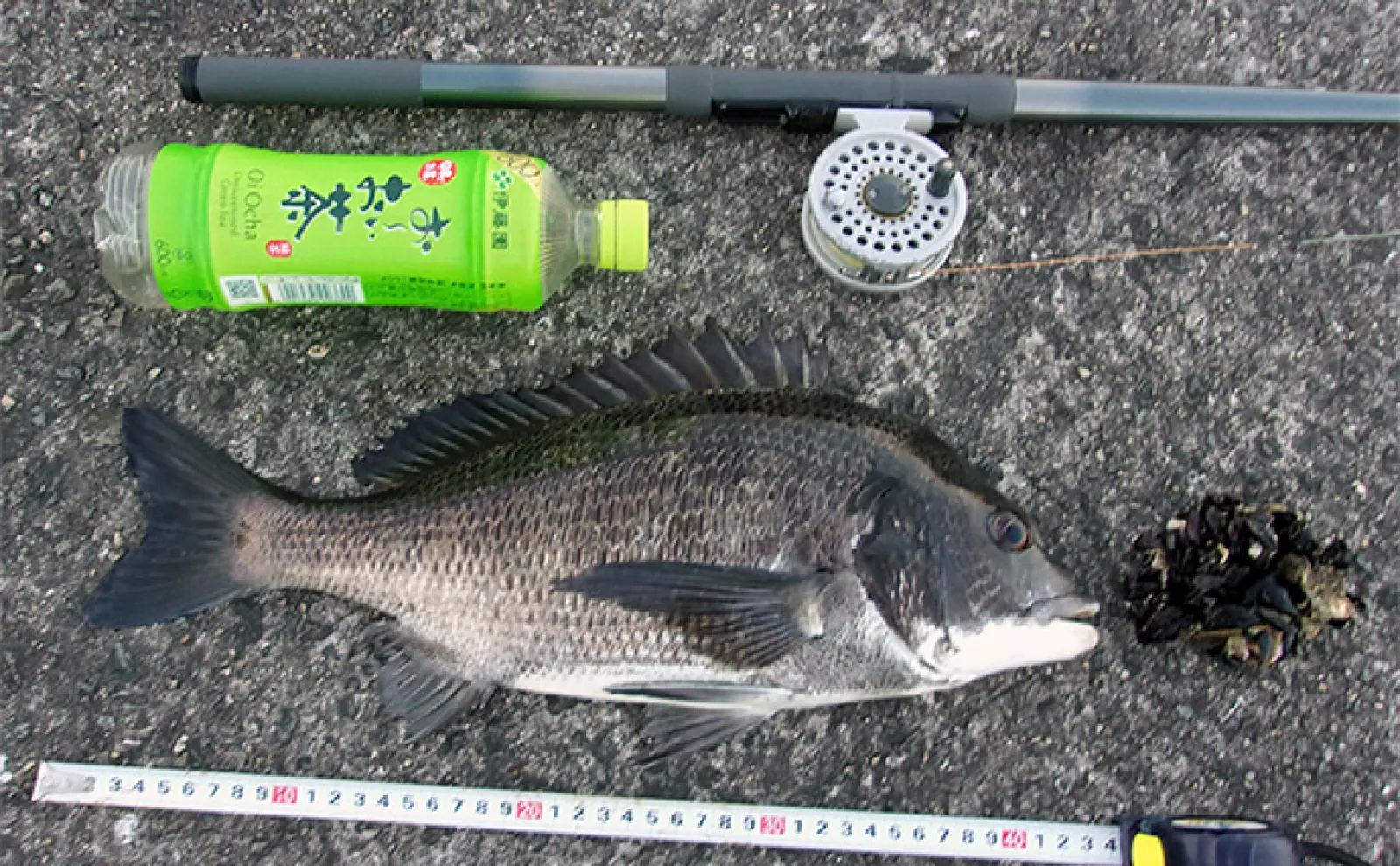 投げずに楽しむ堤防釣り：クロダイ（チヌ）の落とし込み（前打ち）釣法