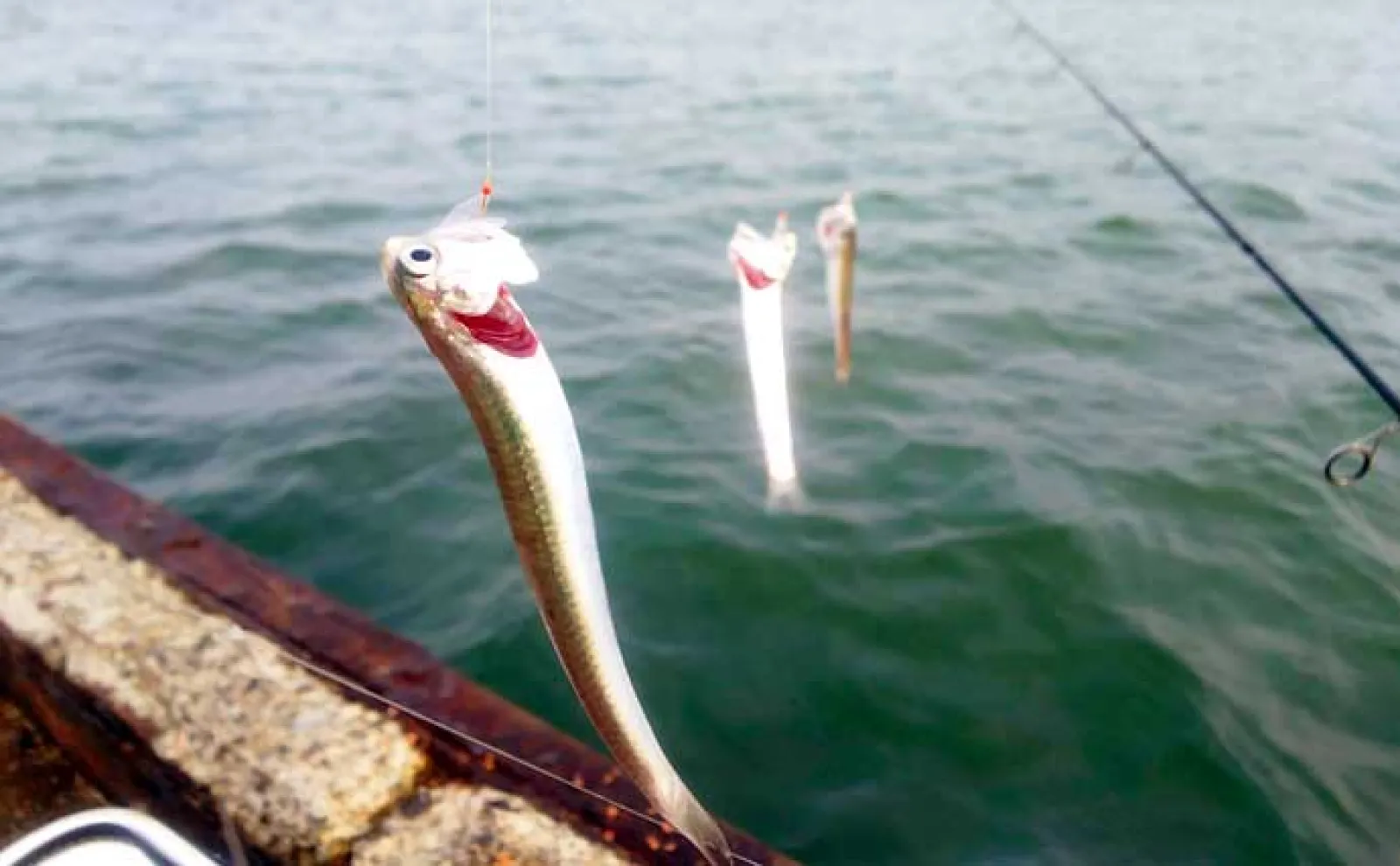 サビキ釣りの基本と釣果を伸ばすコツ　自分だけ釣れない原因は仕掛けと誘い？