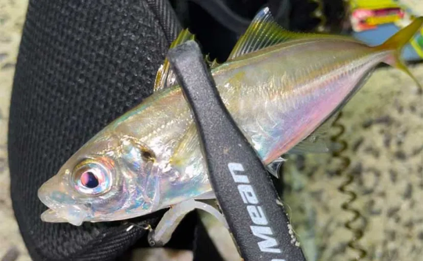 夜の漁港ライトゲーム釣行で豆アジと対面【北九州】軽いジグヘッドで狙い撃ち