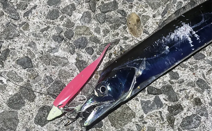 メタルジグとワインドで狙う陸っぱりタチウオ釣り入門【アクションを徹底解説】