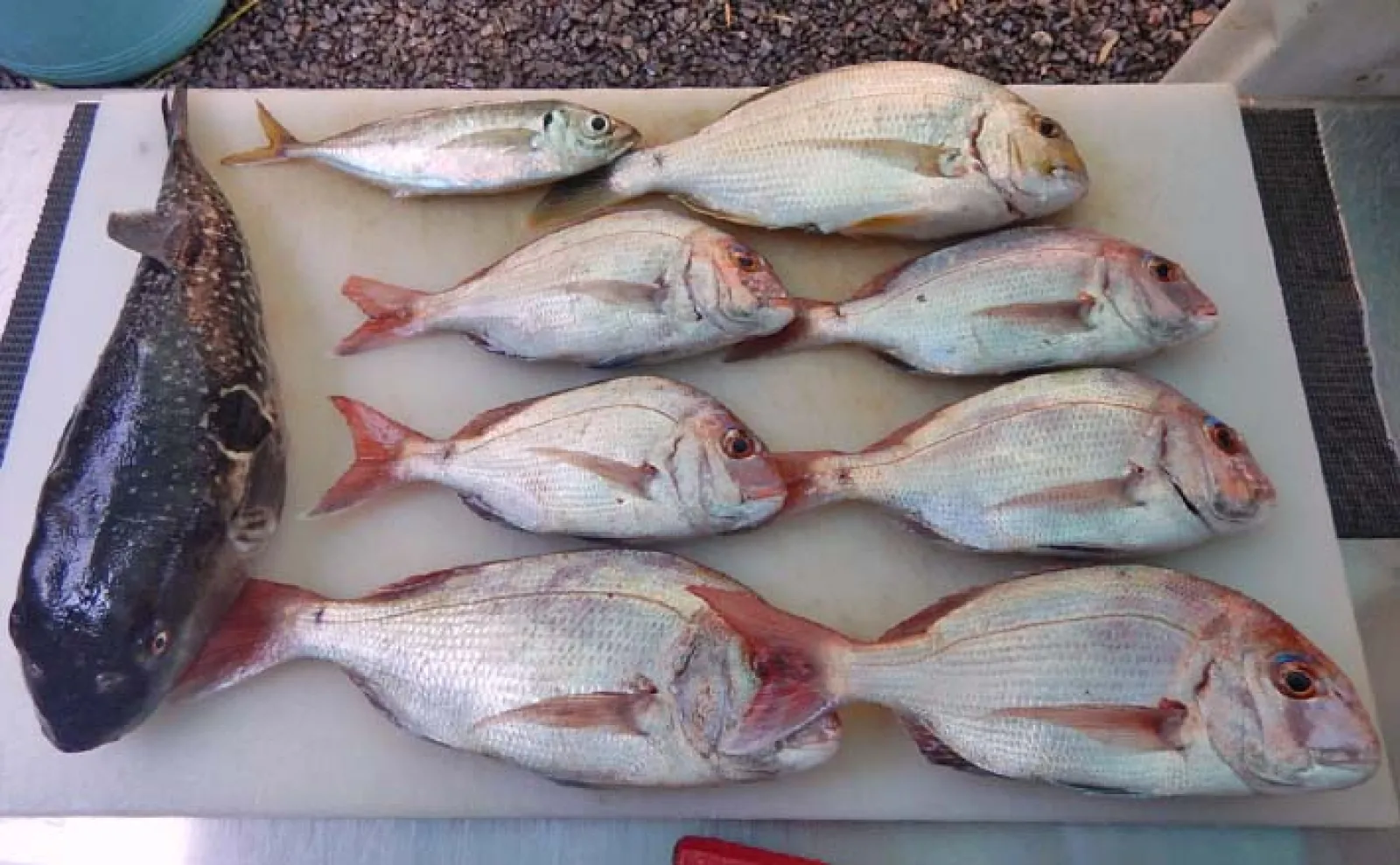 伊勢湾でのタイラバ釣行で本命マダイ6匹にトラフグもキャッチ【愛知