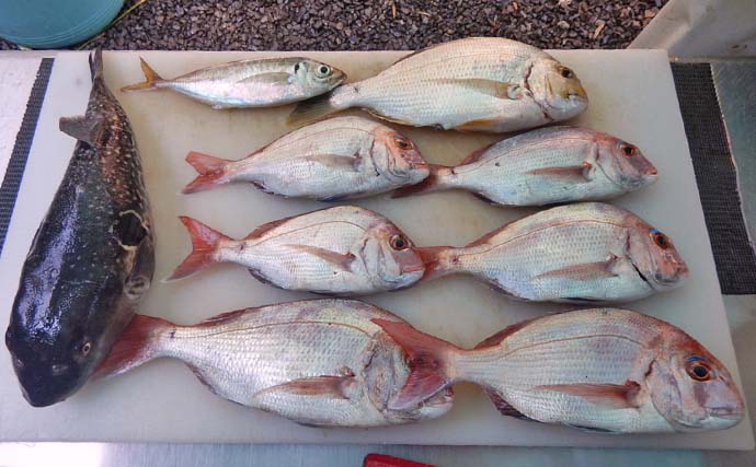 伊勢湾でのタイラバ釣行で本命マダイ6匹にトラフグもキャッチ【愛知