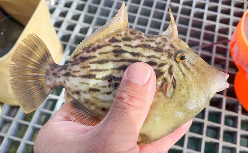 豊浜釣り桟橋でのエサ＆ルアー釣りでカワハギとタチウオを手中【愛知】