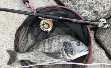 投げずに楽しむ「波止のクロダイ前打ち釣り」入門：【タックルと仕掛け