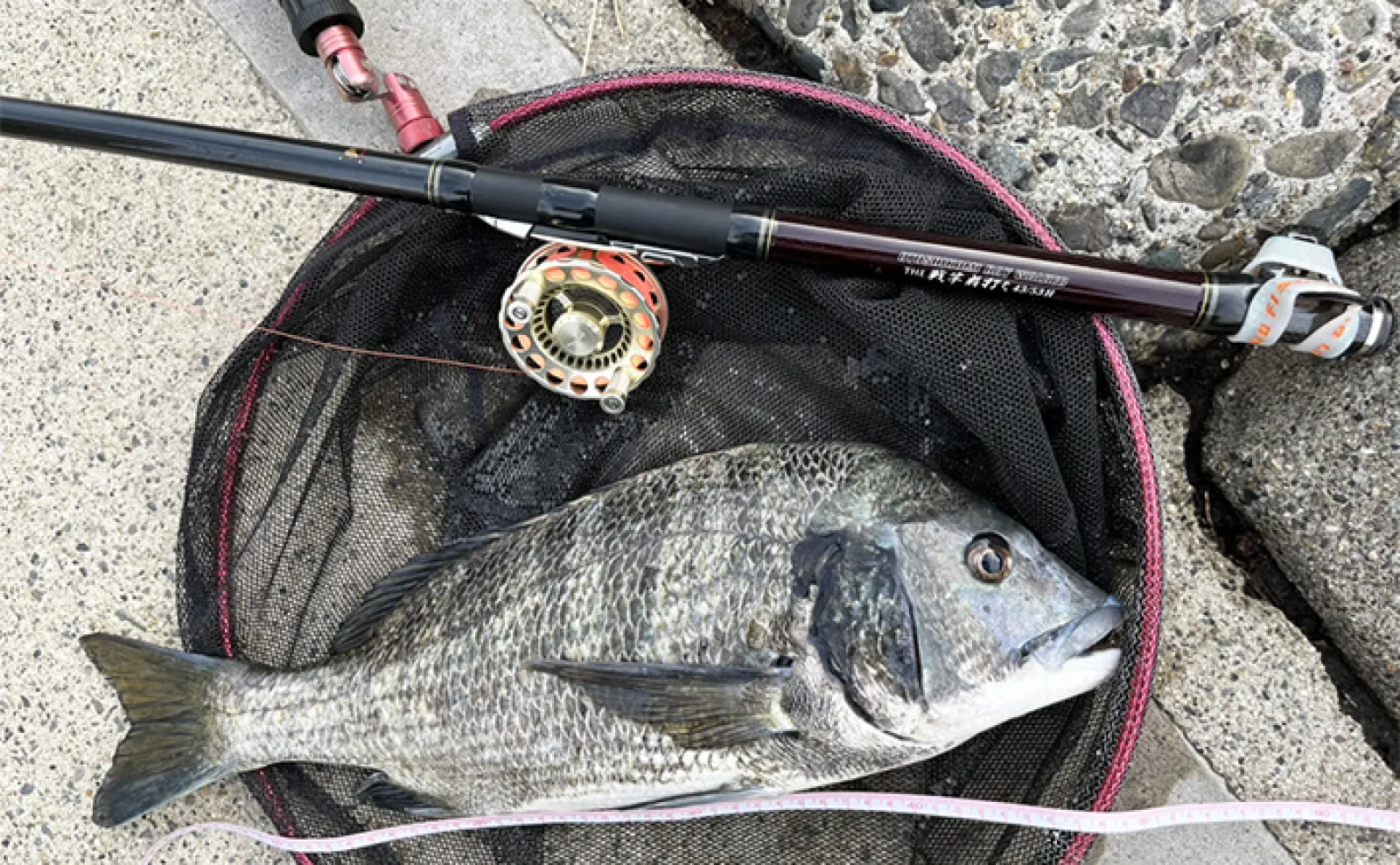 投げずに楽しむ「波止のクロダイ前打ち釣り」入門：【タックルと仕掛け