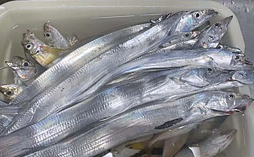 豊浜釣り桟橋でのルアー釣りでタチウオ連打【愛知】サビキではアジ大漁