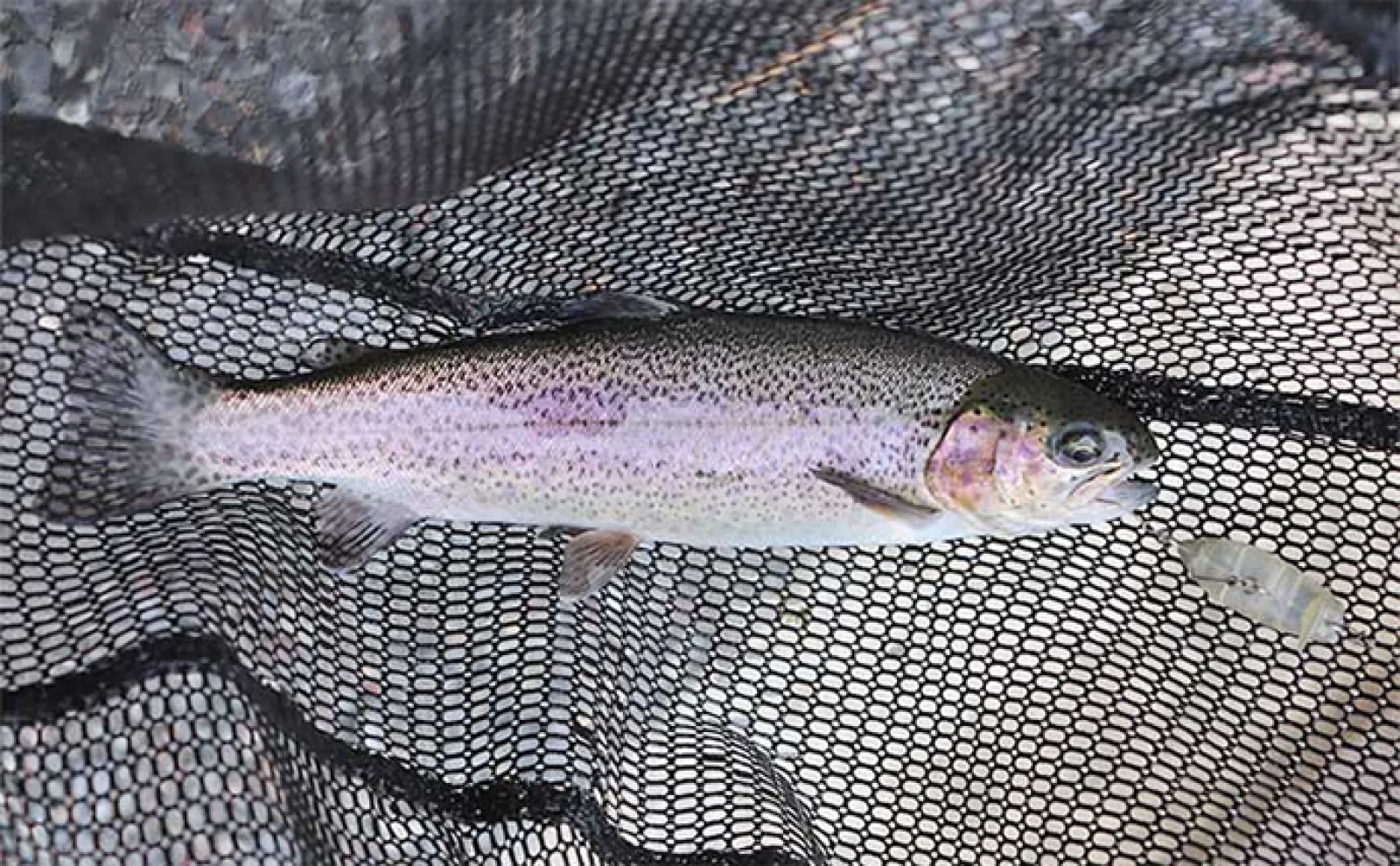釣れる【エリアトラウト用クランク8選】 実績抜群のおすすめルアーを