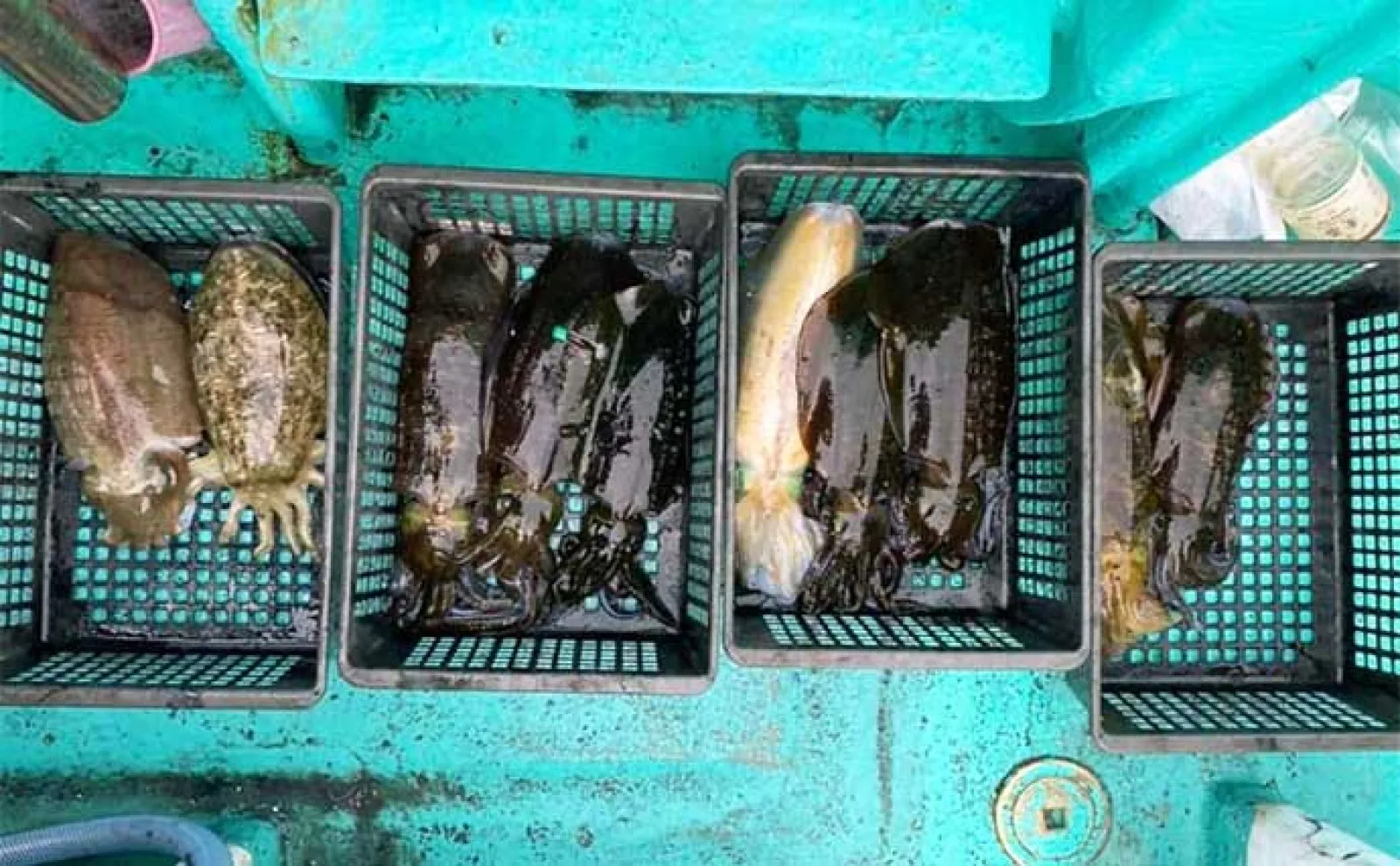 釣果速報】船での泳がせ釣りで大型ヒラメに美味なハタ類が好調（三重