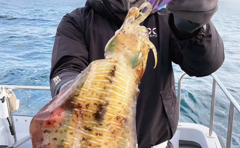 ティップランエギング釣行で700g頭にアオリイカ5尾【佐賀・Winger】