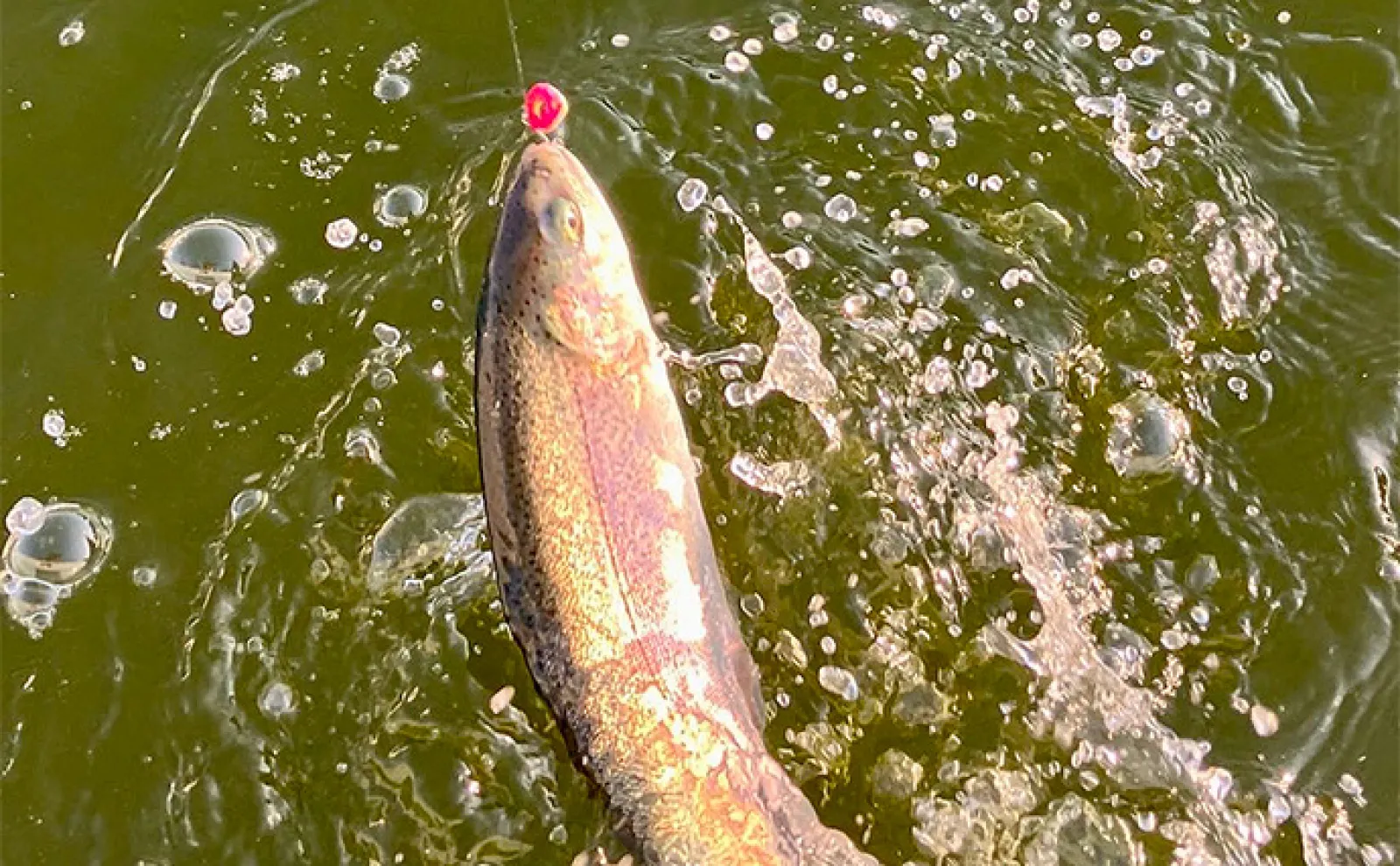 エリアトラウトの【反則ルアー10選】 嘘みたいに魚が釣れるお助けアイテムを紹介