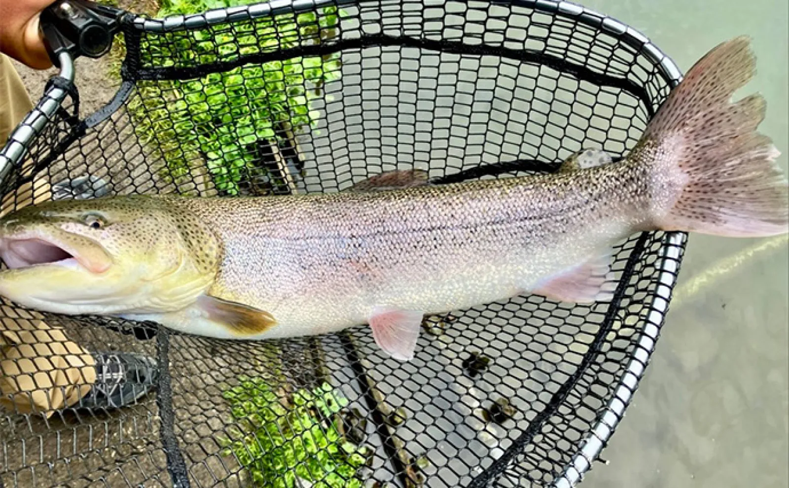 エリアトラウトの【反則ルアー10選】 嘘みたいに魚が釣れるお助けアイテムを紹介