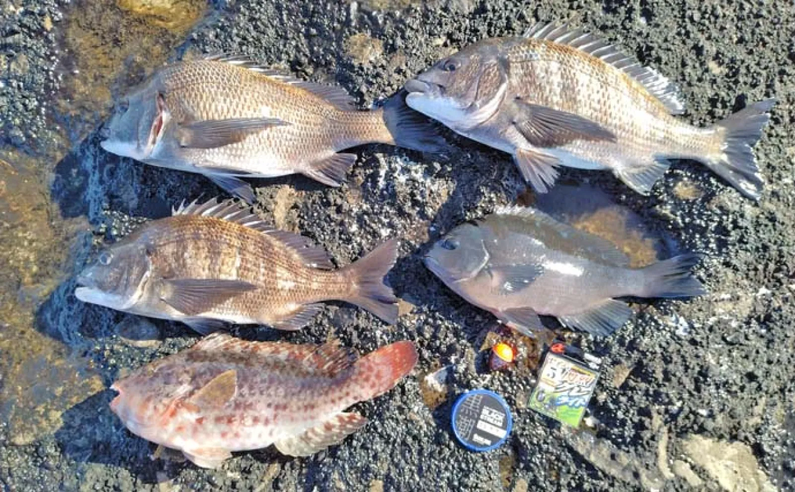 三浦半島・諸磯でのフカセ釣りで44cm頭にクロダイ3尾にメジナも手中【神奈川】