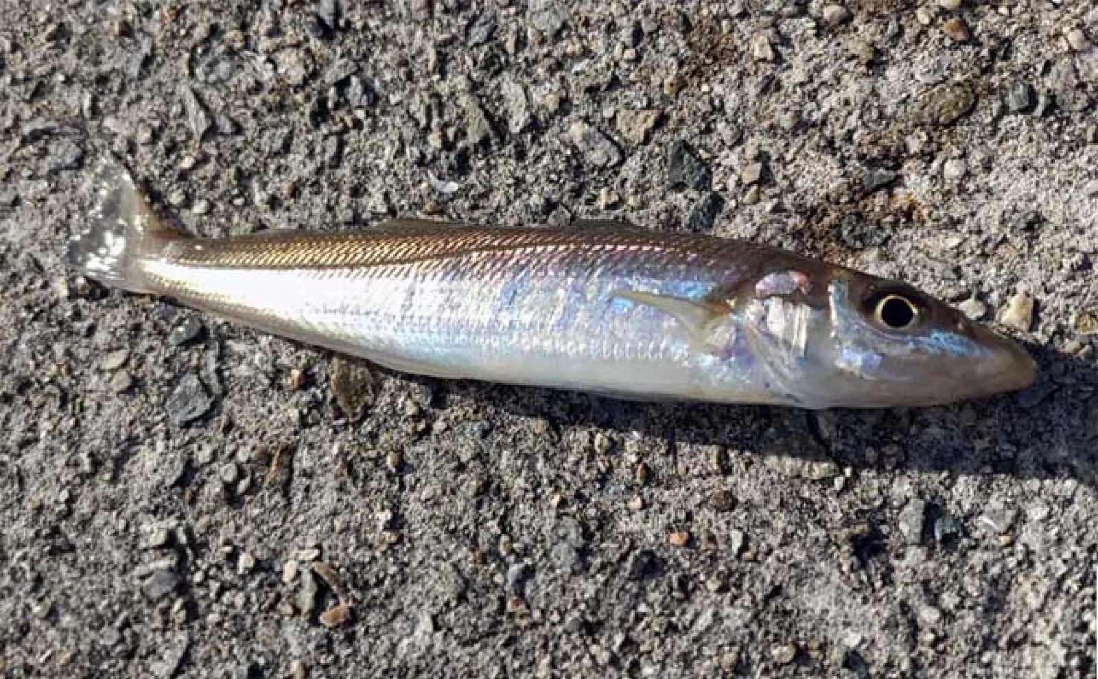 釣り初心者が最初に買うべき竿はシーバスロッド】 理由をベテランが