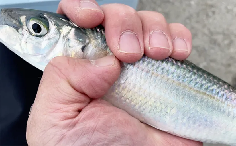 「碧南海釣り広場」でのサビキ釣りで25cmカタボシイワシにサッパを手中【愛知】