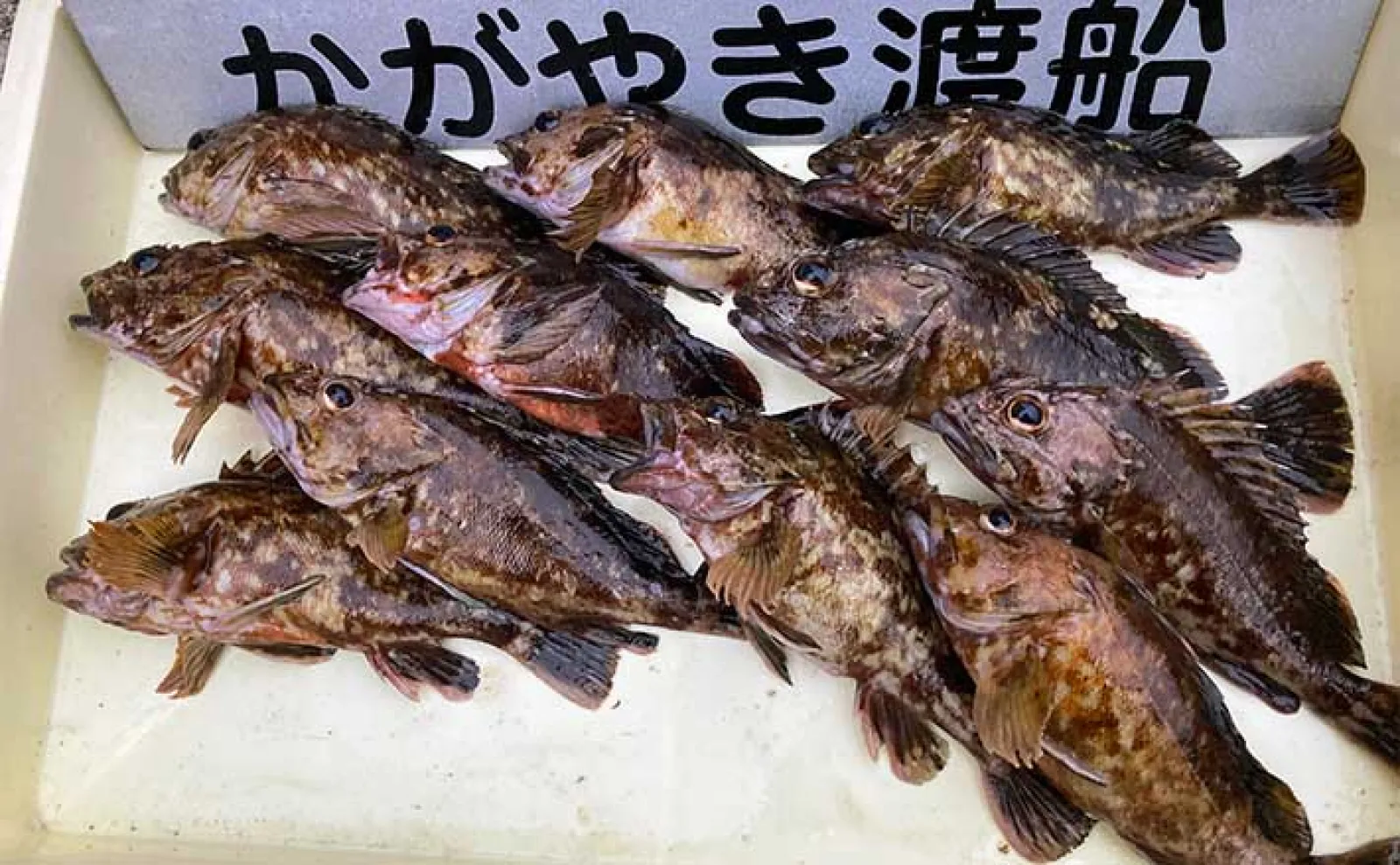 さかな 穴釣りで26.6cmの大型カサゴをキャッチ【三重・鈴鹿】ブラクリ仕掛けで