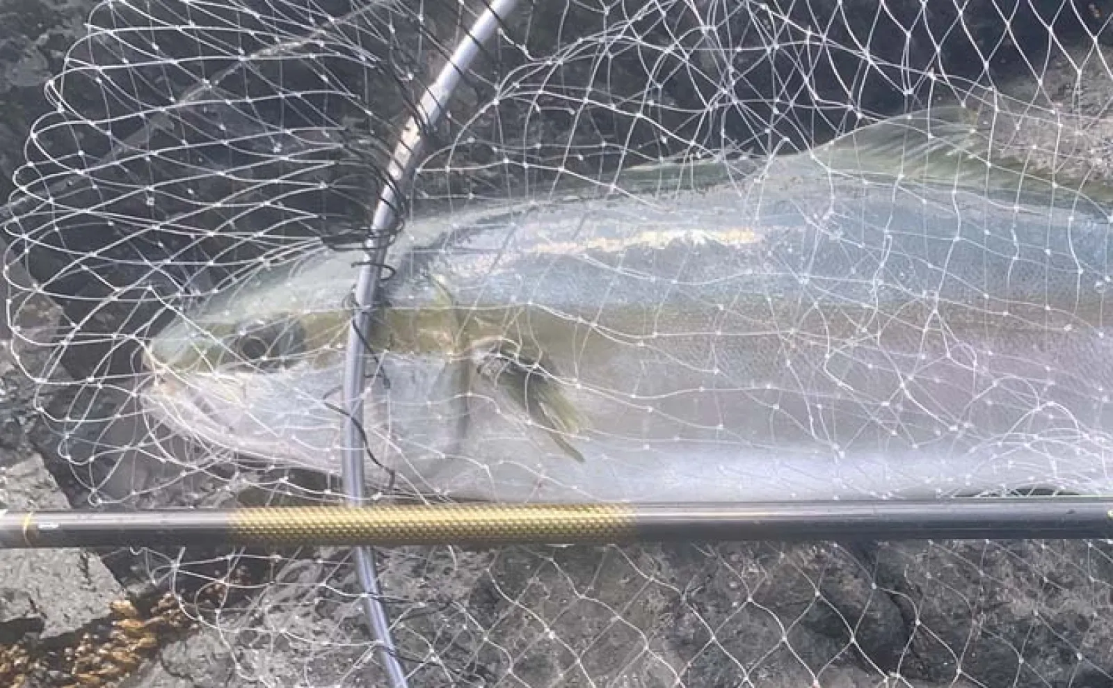 磯フカセ釣りで92cmヒラマサ獲った！【長崎・大瀬戸】ゲストに良型クロ